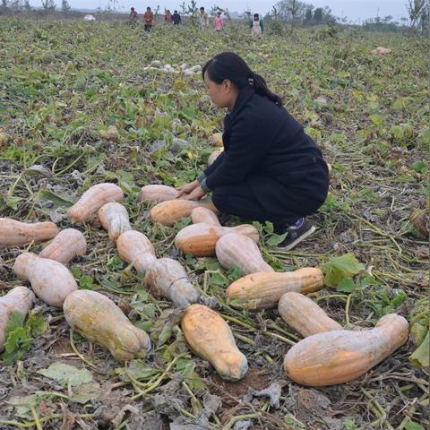 郏县天气预报（郏县天气预报未来15天）
